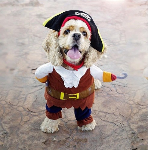Pirate dog fancy dress - pirate,